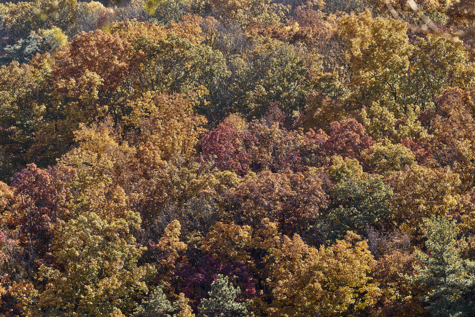 Indian Summer, Letchworth State Park, NY, USA